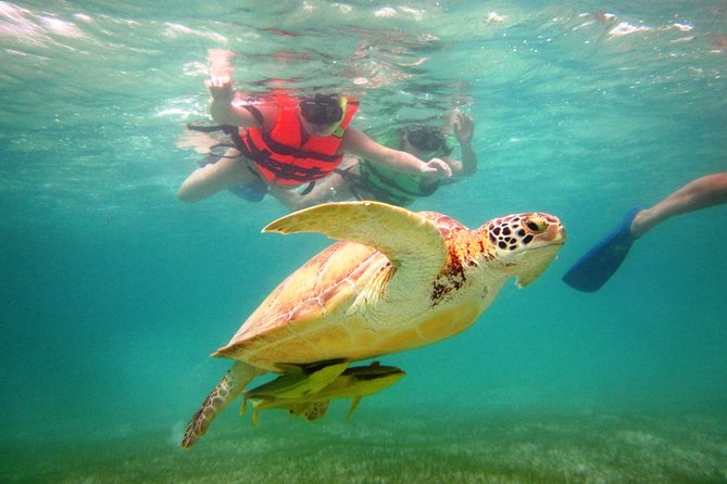 Swim with sea turtles - The Water Part: How the Snorkeling Works (And Why the Depth Matters)