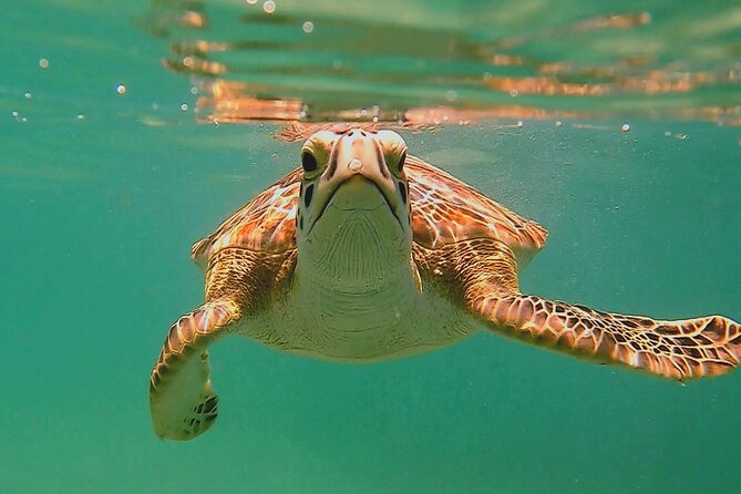 Swim with Turtles in Akumal + GoPro Photo Session - Key Points Before You Go