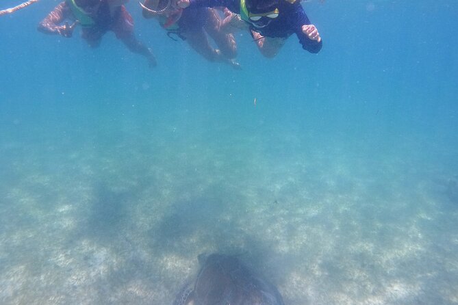 Swim with Turtles in Akumal + GoPro Photo Session - The Akumal Route: What You’ll Likely See Around the Reef