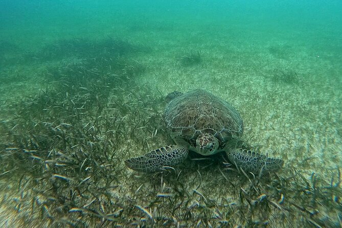 Swim with Turtles in Akumal + GoPro Photo Session - Timing and Pace: Why an Hour Works (and When It Might Not)