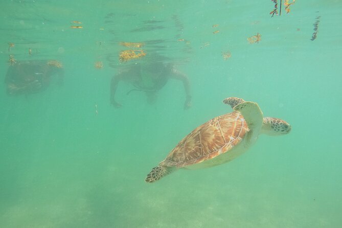 Swim with Turtles in Akumal + GoPro Photo Session - Facilities and After-Swim Comfort Inside the Park