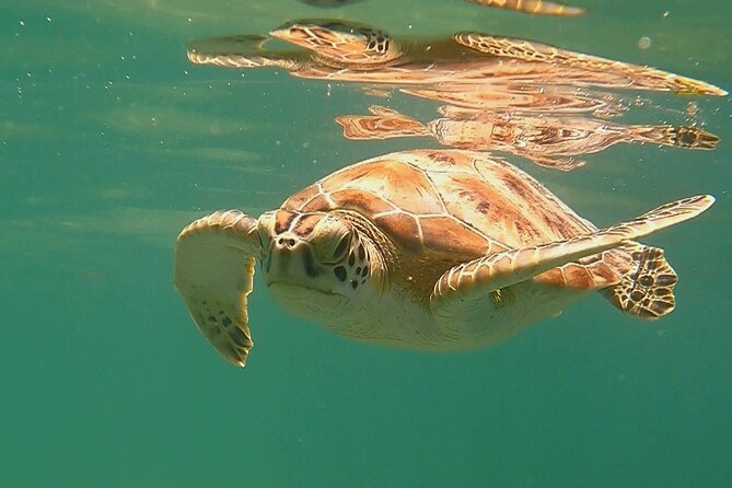 Swim with Turtles in Akumal + GoPro Photo Session - Price and Value From Playa del Carmen: What You’re Actually Paying For