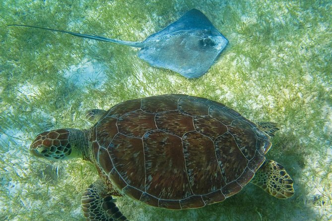Tortugas & Cenotes Snorkel With Turtles Tour - The extra fees you may hit: conservation, Turtle Bay entry, and photos