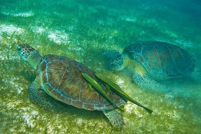 Tortugas & Cenotes Snorkel With Turtles Tour - Who this tour suits best (and who should be cautious)