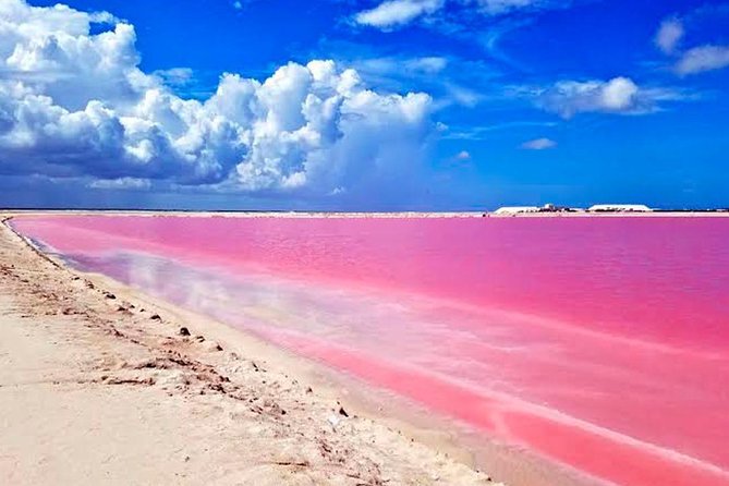 Tour Las Coloradas & Rio Lagartos only from Tulum - Wildlife viewing energy: boat time and bird spotting expectations