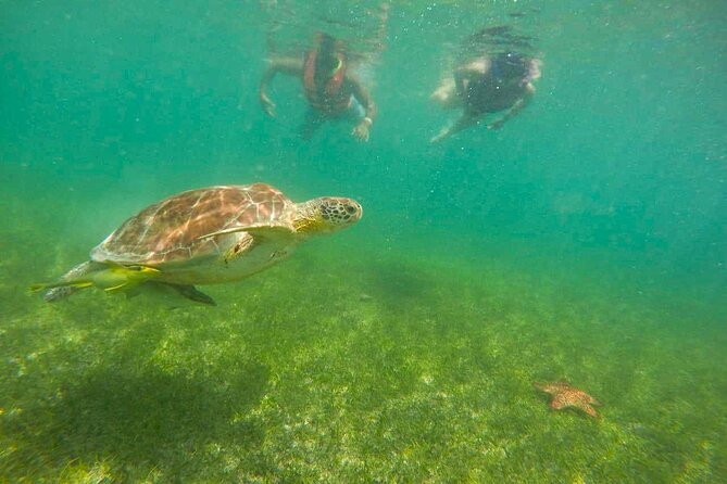 Tour to swim with turtles - Family-Friendly Reality Check: Kids, Flotation, and Seeing the Same Things