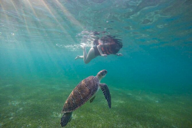 Tour to swim with turtles - Price and Value: Why This Private Turtle Swim Can Be a Smart Buy