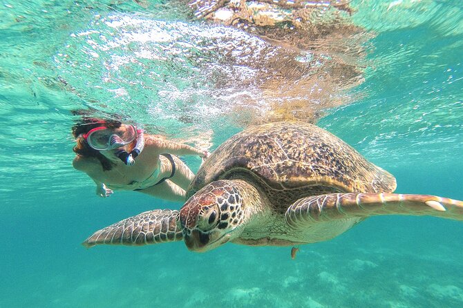 Tour to Tulum and Cenote Swimming with Turtles from Tulum - The big idea: turtles, cenote water, and Tulum ruins—no fuss