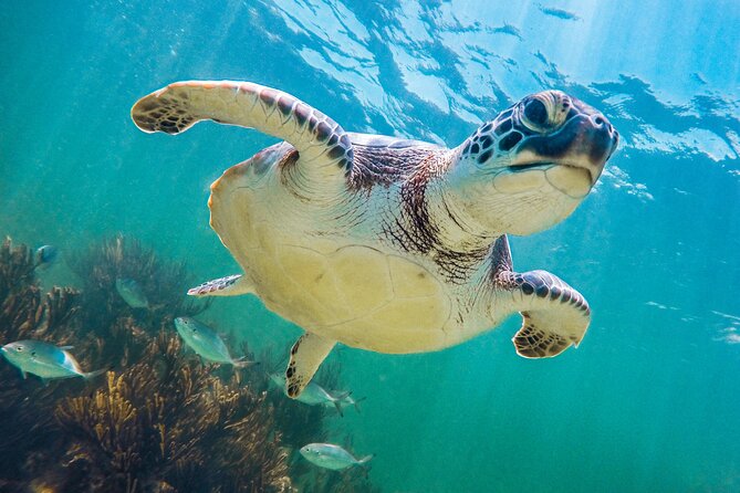 Tour to Tulum and Cenote Swimming with Turtles from Tulum - Start time, meeting spot, and the pace you should expect