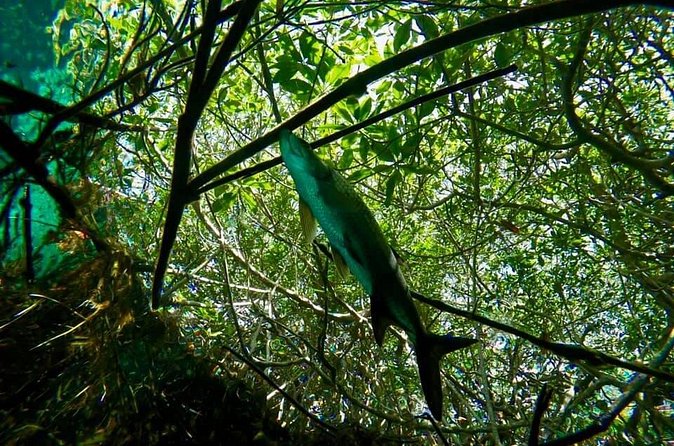 Try dive in beautiful Casa cenote for 2 people - Underwater Session #1 at Casa Cenote: Light, Roots, and Small Life