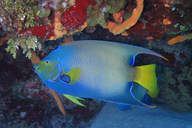 Try dive in Cozumel island - Gear, safety, and getting your head right before you go underwater
