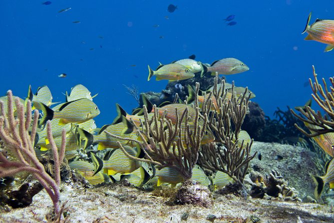 Try dive in Cozumel island - Lunch, tank changes, and your two reef sessions up to 12 meters