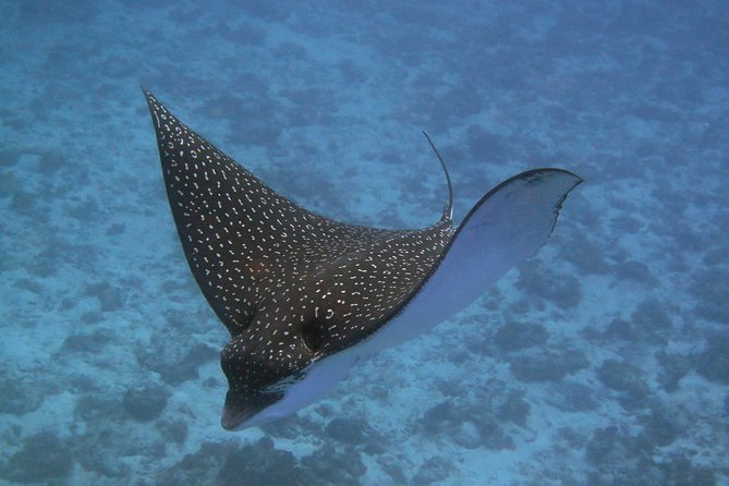 Try dive in Cozumel island - Shallow-water practice: the comfort stage that makes the reef fun