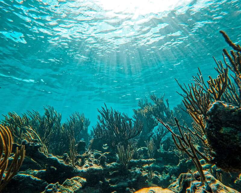 Tulum: 2-Hour Snorkeling in Two Spots of Tulum's Reef - The guide matters: what Eduardo, Jaime, Edgardo, and Hairo/Pepe actually do