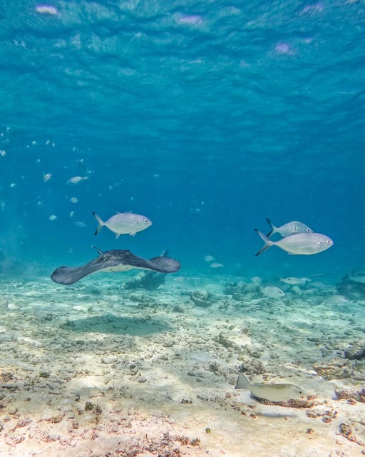 Tulum: 2-Hour Snorkeling in Two Spots of Tulum's Reef - Meeting point and getting there: what will affect your timing