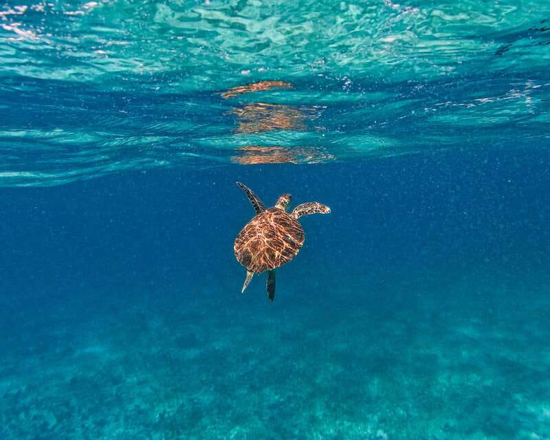 Tulum: 2-Hour Snorkeling in Two Spots of Tulum's Reef - What you’ll see: turtles, stingrays, rays, fish, and coral