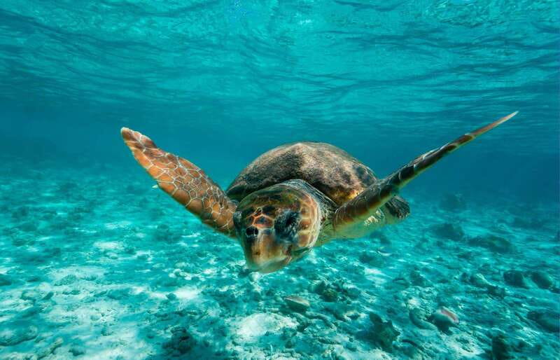 Tulum: 2 spot Reef Snorkel 1 hour 30 minutes - Key highlights at a glance