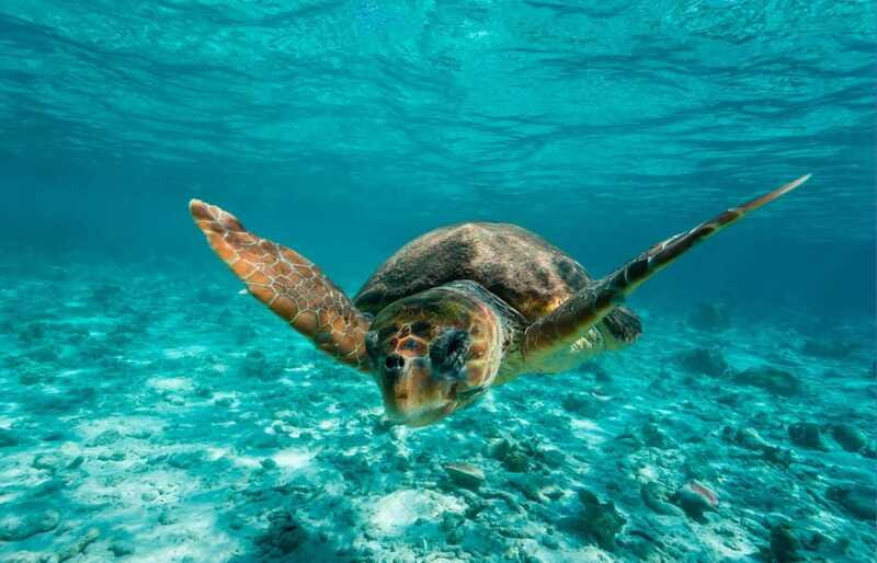 Tulum: 2 spot Reef Snorkel 1 hour 30 minutes - The fine print that actually affects your day