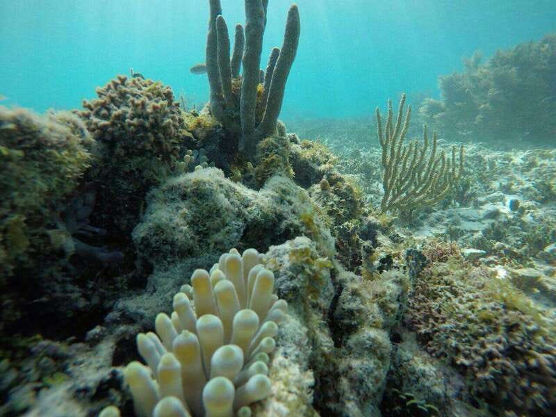 Tulum: 2 spot Reef Snorkel 1 hour 30 minutes - Meeting at El Paraiso: what to expect before you board