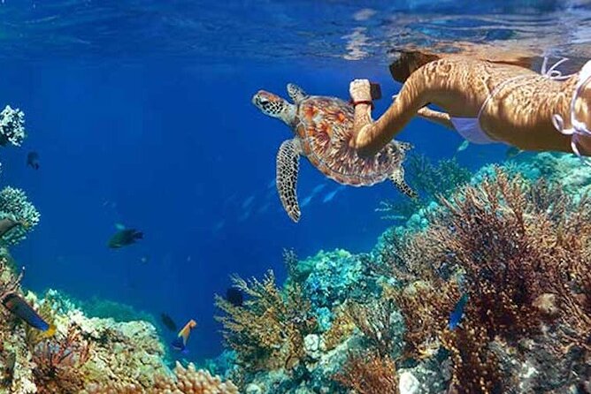 Tulum Area Experiences Guided Snorkeling Tour - Casa Cenote + Ocean Reef & Lunch - Gear, life jackets, and what guides do beyond directions