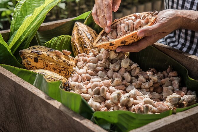 Tulum: Chocolate & Honey Sanctuary Experience with Cenote - Getting There From Tulum: Pickup at AKI and a Tight 3-Hour Window