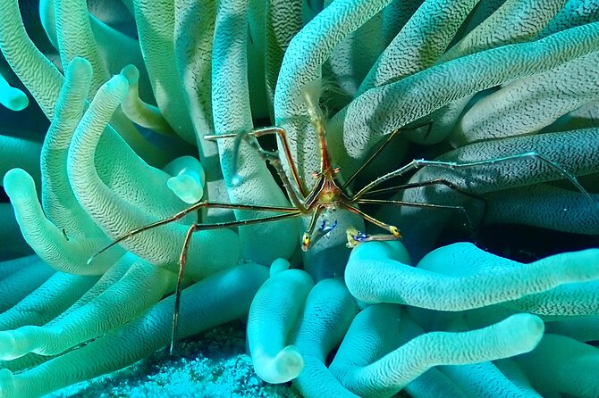 Tulum Diving (Reef) 2 Tanks - Two 45–50 minute underwater sessions: why the timing is the point