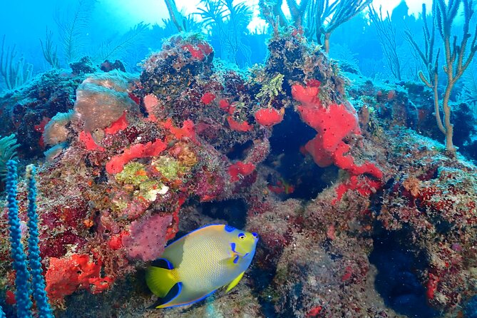 Tulum Diving (Reef) 2 Tanks - Price and value: what you’re really paying for (and what you aren’t)