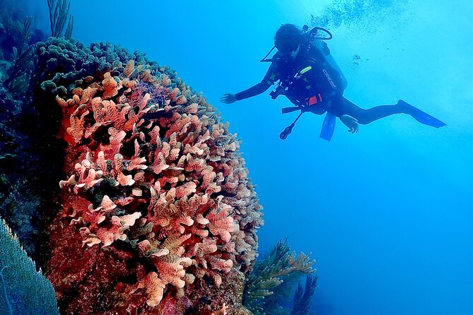 Tulum Diving (Reef) 2 Tanks - Small group, big attention: what the reviews hint at