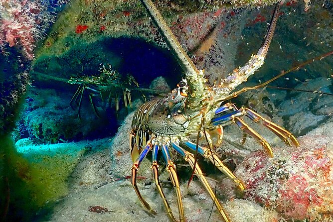 Tulum Diving (Reef) 2 Tanks - What to watch for: weather, certification, and your day plan