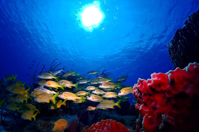 Tulum Diving (Reef) 2 Tanks - Best fit for you: who should book this reef trip