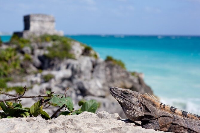 Tulum Guided Tour and Cenote Swim from Playa del Carmen - How the timing works: a morning-focused day back by 13:30