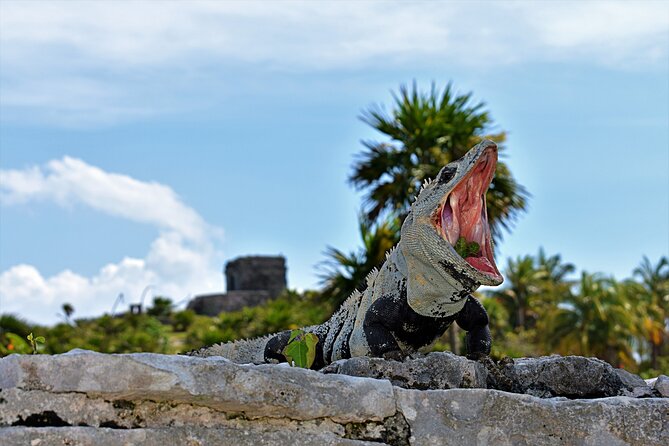 Tulum Guided Tour and Cenote Swim from Playa del Carmen - Tulum ruins: guided 8:30 to 9:30, then your own hour