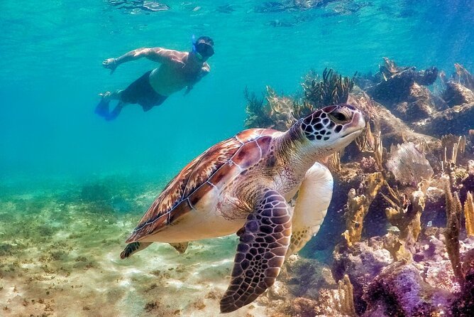 Tulum Mayan Ruins and Snorkeling with Turtles at Akumal - Lunch buffet and the real comfort math