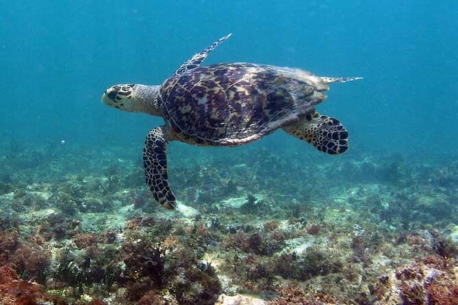 Tulum Private Boat Tour & Turtle Snorkeling Experience - Why This Private Tulum Boat + Turtle Snorkeling Combo Makes Sense