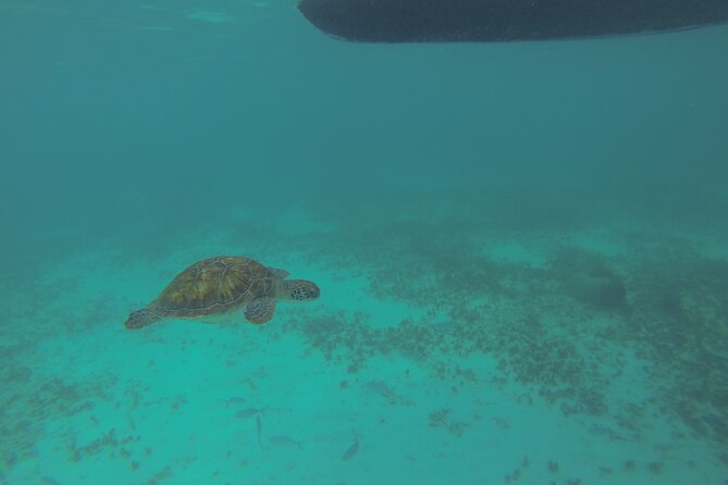 Tulum Private Boat Tour & Turtle Snorkeling Experience - The Tulum Archaeological Site (or Zama) Stop: Guided and Ticketed