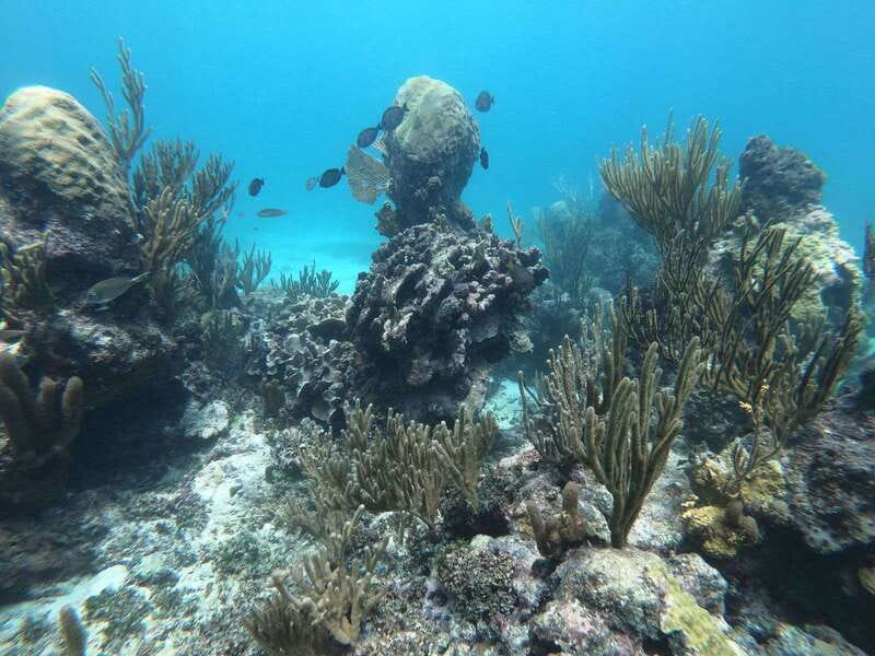 Tulum: Private Snorkel and Sailing Experience - From Pocna Beach Club to the Sea: how the tour starts