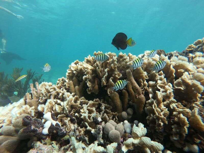 Tulum: Private Snorkel and Sailing Experience - Should you book this private Tulum snorkel and sailing experience?