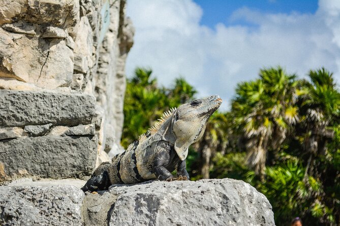 Tulum Ruins and Jaguar Park, Private Round Trip and Tickets - The Ruins Stop: What Your Hour Inside Tulum’s Walled City Is Really Like
