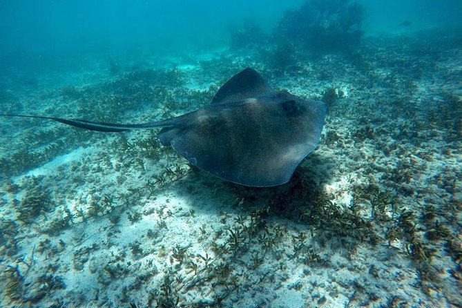 Tulum ruins swim with turtles in Akumal and Cenote - The Day on the Clock: Pickup, A/C Comfort, and a Long Route