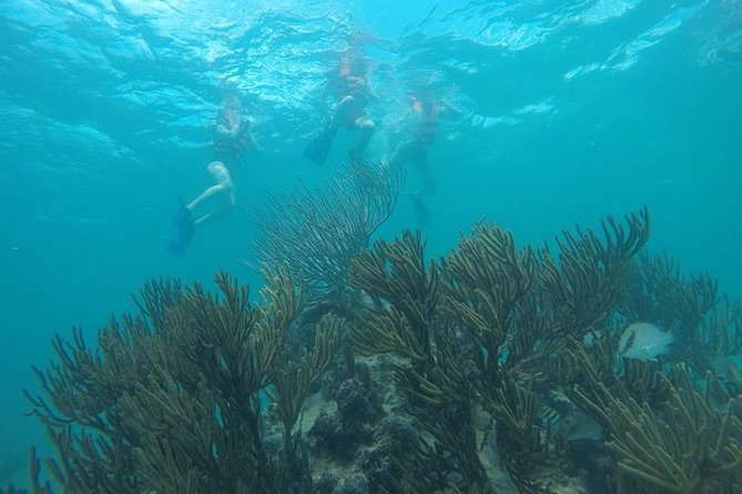 Tulum ruins swim with turtles in Akumal and Cenote - Akumal Beach Turtle Snorkel: The Moment You Hope For