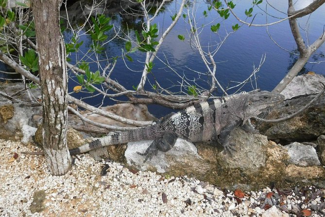 Tulum Ruins Tour (Private, Half Day) - Heat, Shoes, and the Reality of Walking the Limestone Paths