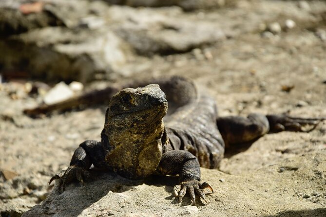 Tulum Ruins, Turtles in Akumal and Cenote tour - Stop 2: Akumal turtles snorkeling—clear water, boat transfer, and reef rules