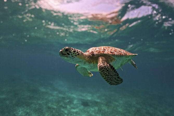 Tulum Ruins, Turtles in Akumal and Cenote tour - Stop 1: Tulum ruins on the coast (time, steps, and photo-friendly pacing)