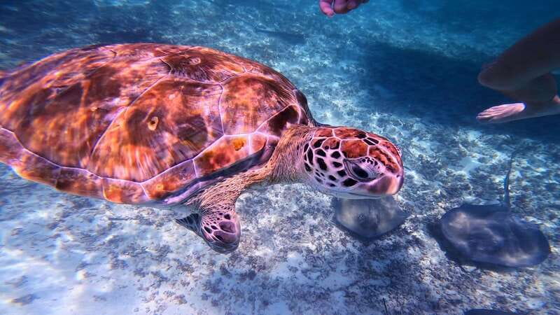 Tulum: Snorkeling at Paradise Reef - Key Highlights You’ll Care About