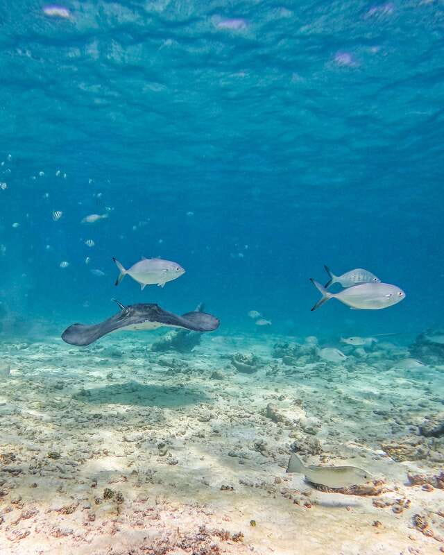 Tulum: Snorkeling at Paradise Reef - The Reef Experience: Coral, Fish, and Turtle-and-Stingray Chances