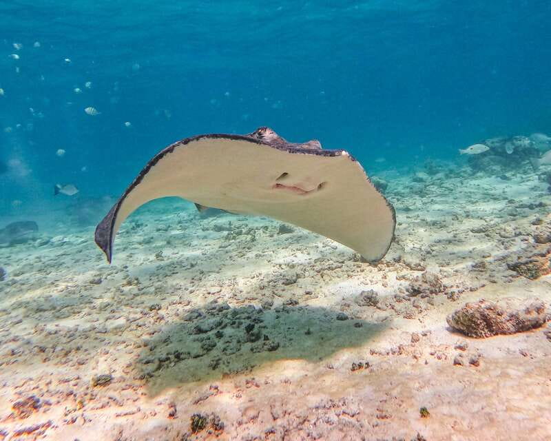 Tulum: Snorkeling at Paradise Reef - Time Breakdown: Where the 90 Minutes Actually Goes