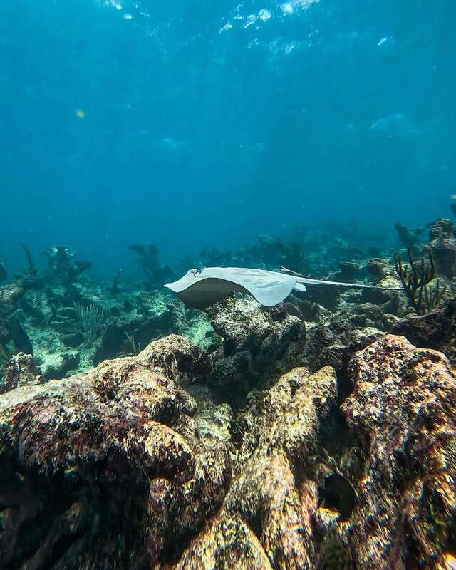 Tulum: Snorkeling at Paradise Reef - Gear and Comfort: What You Get, What You Bring