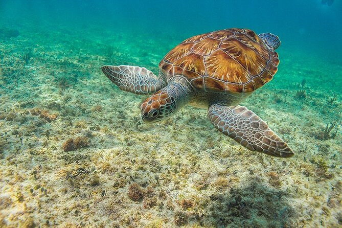 Tulum, Snorkeling with Sea Turtles, Cenote and Beachside Lunch - Guides and service: why some days feel effortless