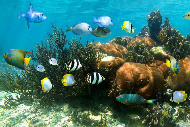 Turtle and Reef Sanctuary Snorkeling - Your 7:00am Start and the 4-Hour Rhythm From Tulum
