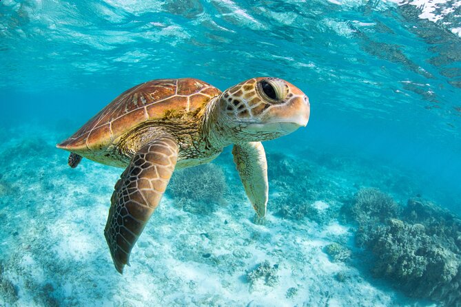 Turtle and Reef Sanctuary Snorkeling - Price and Logistics: The Real Cost Beyond $69